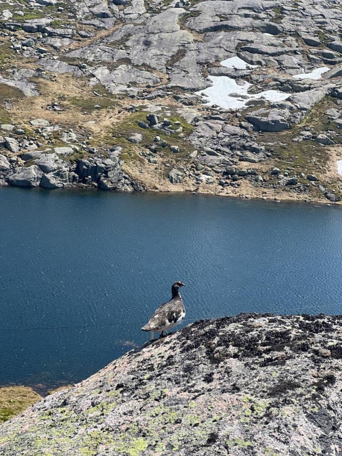 Flott Leilighet Pa Haugen I Sirdal Tjorhom Exterior foto